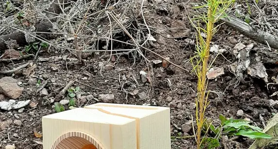 VAIA . Insieme per ricostruire le foreste delle nostre montagne